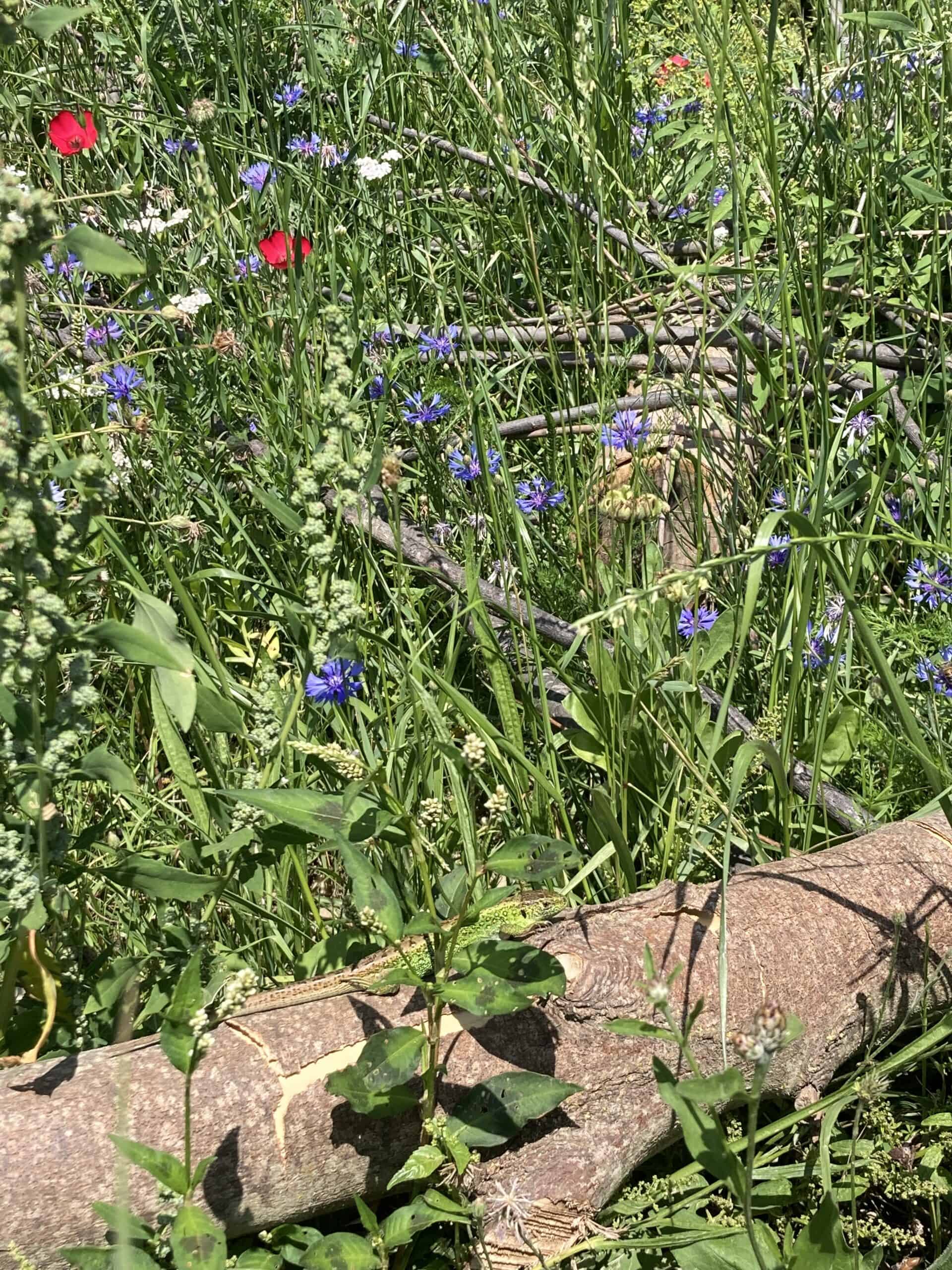 Grüne Eidechse, getarnt in Wildblumen und abgefallenen Ästen.