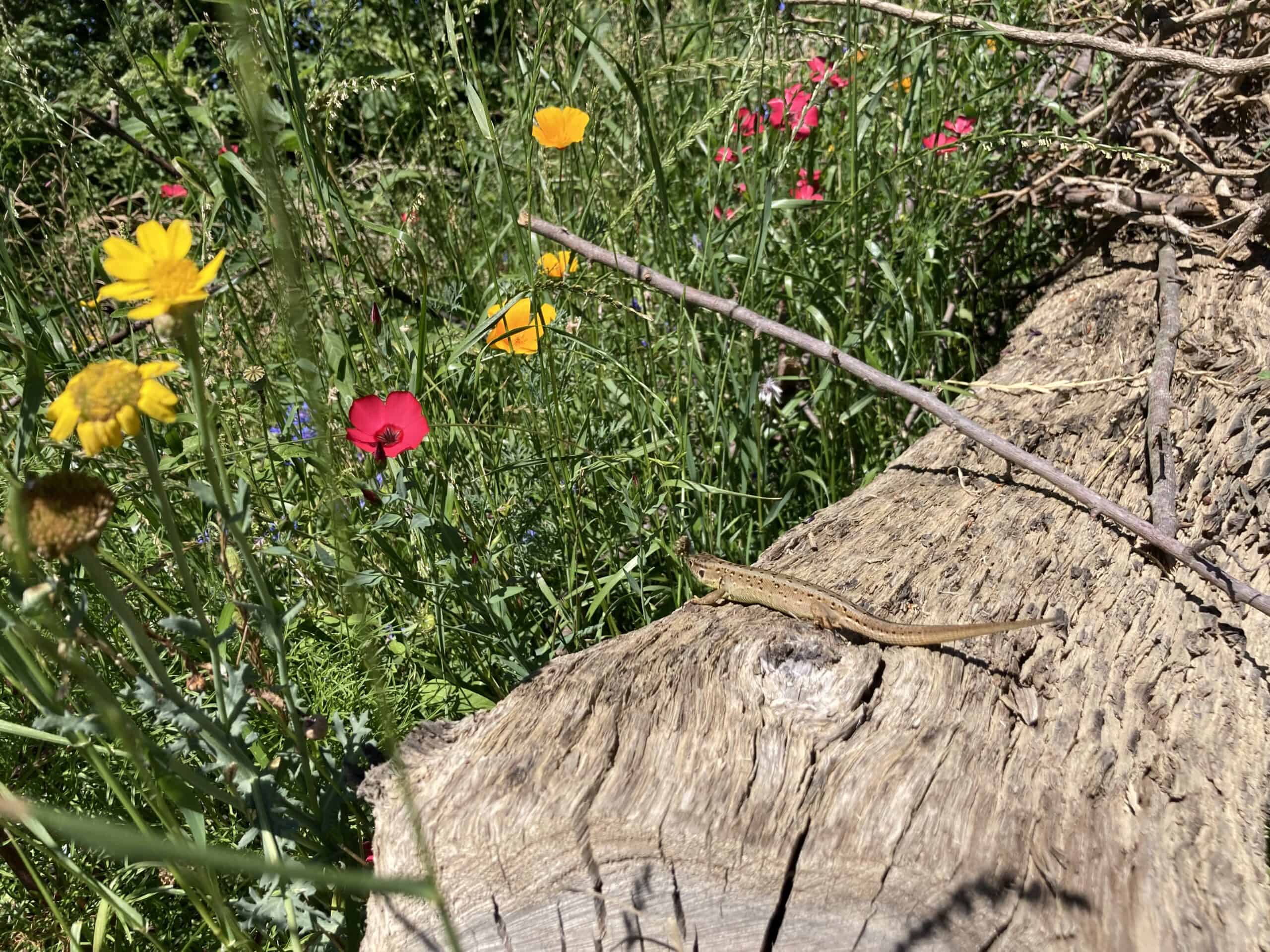 Eidechse sonnt sich auf sonnengetrocknetem Baumstamm zwischen Wildblumen