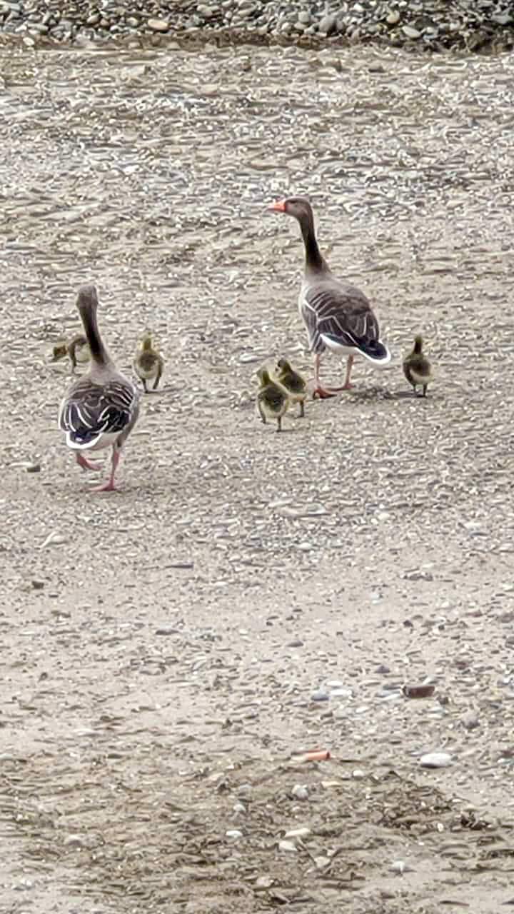 Graugänsefamilie mit Gänseküken auf einem Schotterweg.