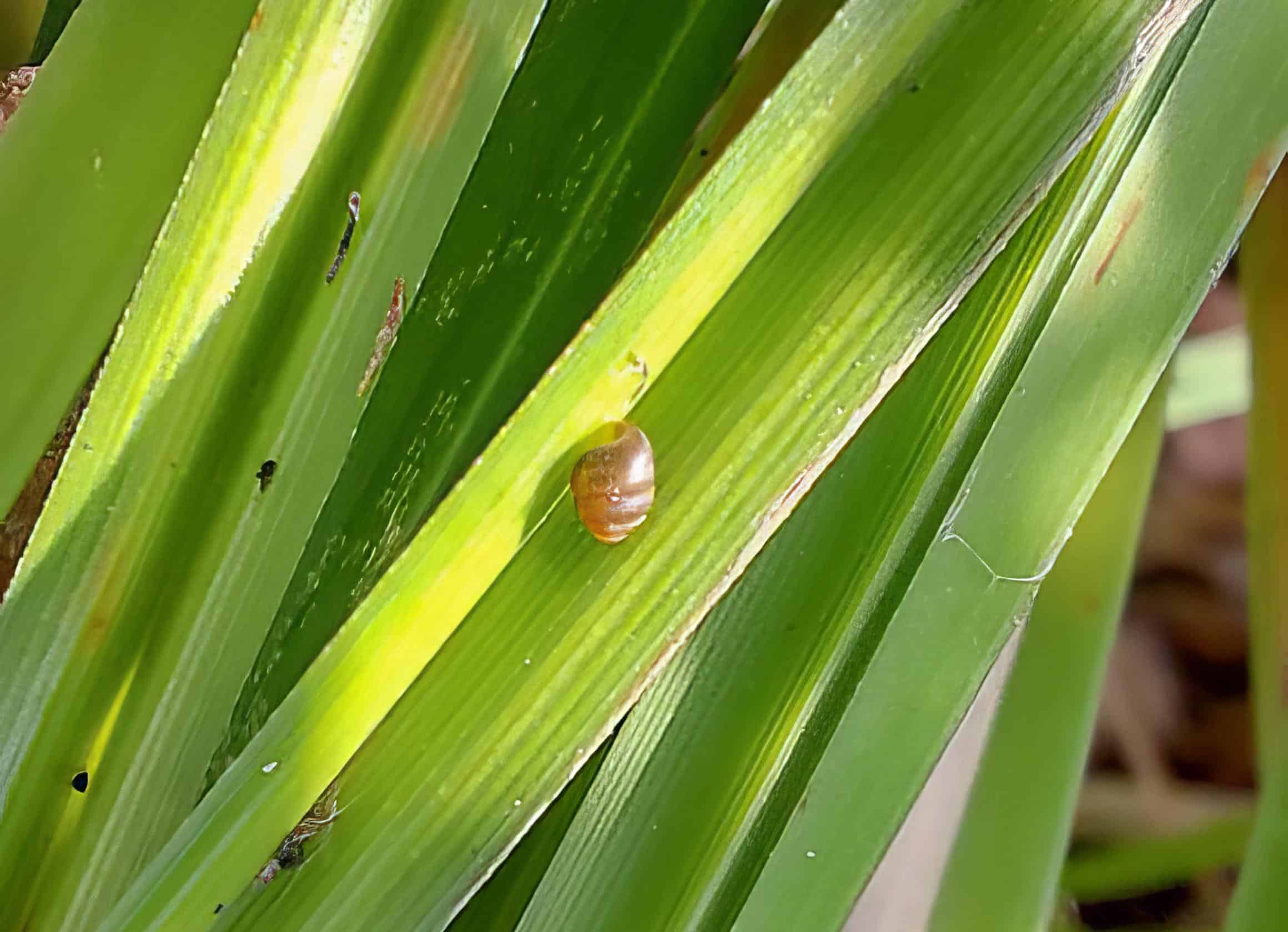 Kleine Schnecke auf grünen Pflanzenblättern