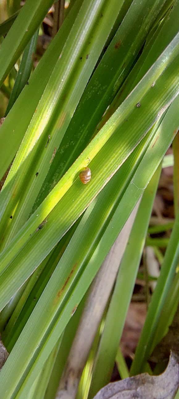 Kleine Schnecke auf langen grünen Grashalmen.